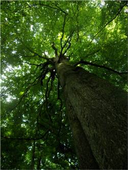 big-tree-looking-up